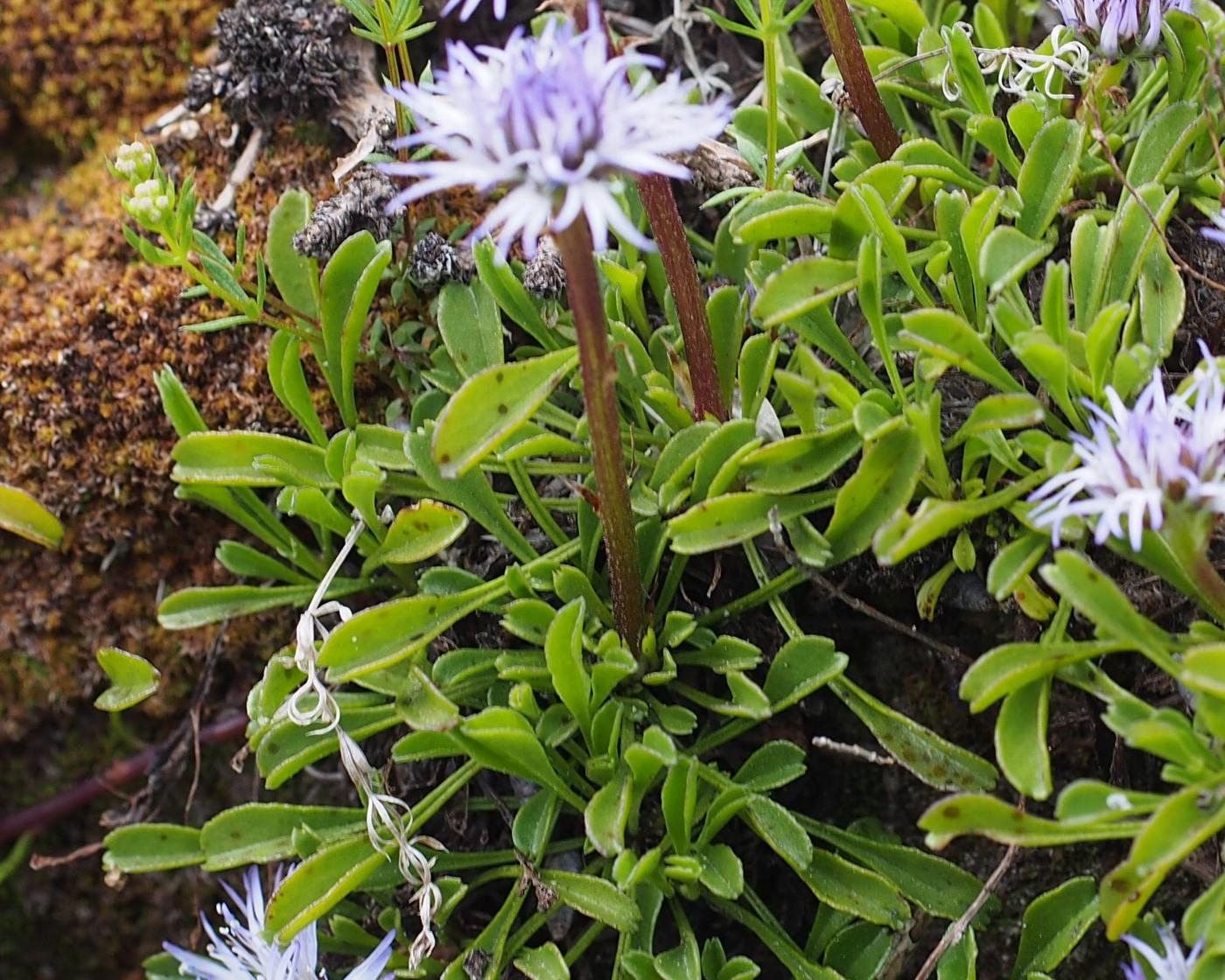 Globularia, Matted leaf